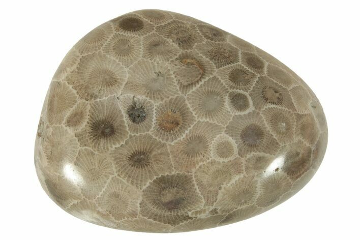 Polished Petoskey Stone (Fossil Coral) - Michigan #230447
